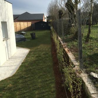 plantation haie de bambous